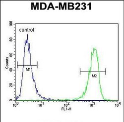 CBY1 Rabbit anti-Human, Polyclonal, Invitrogen 400 &mu;L; Unconjugated:Antibodies,