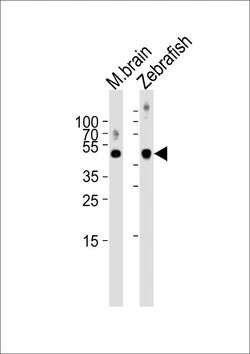SPOP Rabbit anti-Mouse, Zebrafish, Polyclonal, Invitrogen 400 &mu;L; Unconjugated:Antibodies,