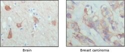 Invitrogen PAR4 Monoclonal Antibody (3G9H7,4H12E9) 100 &mu;L; Unconjugated:Antibodies,