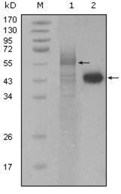 Invitrogen PAR4 Monoclonal Antibody (3G9H7,4H12E9) 100 &mu;L; Unconjugated:Antibodies,