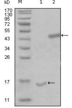 Invitrogen PARL Monoclonal Antibody (8C4B2;1H12E10) 100 &mu;L; Unconjugated:Anticuerpos