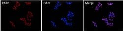 Invitrogen PARP1 Monoclonal Antibody (C.384.8) 100 &mu;L; Unconjugated:Antibodies,