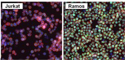 Invitrogen PAX5 Polyclonal Antibody 100 &mu;g; Unconjugated:Antibodies,