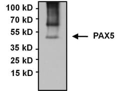 Invitrogen PAX5 Polyclonal Antibody 100 &mu;g; Unconjugated:Antibodies,
