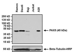 Invitrogen PAX5 Polyclonal Antibody 100 &mu;g; Unconjugated:Antibodies,