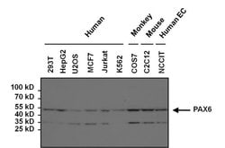Invitrogen PAX6 Polyclonal Antibody 100 &mu;g; Unconjugated:Antibodies,