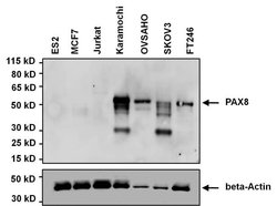 Invitrogen PAX8 Monoclonal Antibody (1F8-3A8) 100 &mu;g; Unconjugated:Antibodies,