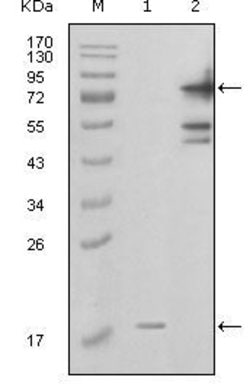 Invitrogen NAMPT Monoclonal Antibody (1D3A12) 100 &mu;L; Unconjugated:Anticuerpos