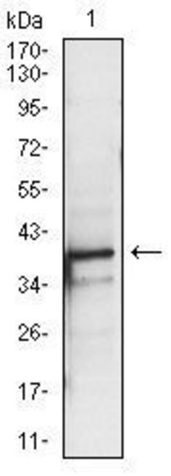 Invitrogen PBK Monoclonal Antibody (2C8) 100 &mu;L | Buy Online | Invitrogen&trade; | Fisher Scientific