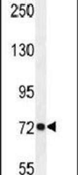 PCDHGC3 Rabbit anti-Human, Polyclonal, Invitrogen 400 &mu;L; Unconjugated:Antibodies,