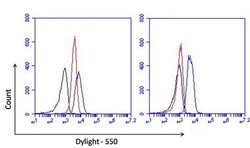 Invitrogen PCNA Monoclonal Antibody (PC10), Biotin 500 &mu;L; Biotin:Antibodies,