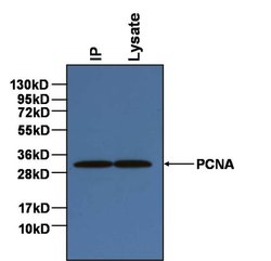 Invitrogen PCNA Monoclonal Antibody (PC10), Biotin 500 &mu;L; Biotin:Antibodies,