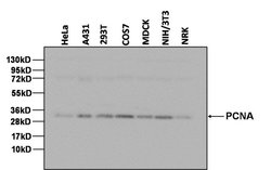 Invitrogen PCNA Monoclonal Antibody (PC10), Biotin 500 &mu;L; Biotin:Antibodies,