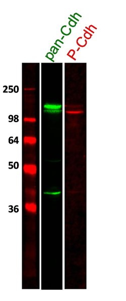 Invitrogen P-cadherin Monoclonal Antibody (12H6) 100 &mu;g; Unconjugated:Antibodies,