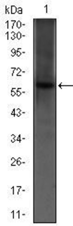 Invitrogen PDE1B Monoclonal Antibody (5C4A3) 100 &mu;g; Unconjugated:Antibodies,