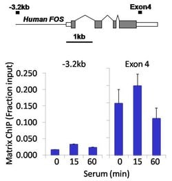 Invitrogen PDGFRA Recombinant Rabbit Monoclonal Antibody (7H13L1) 100 &mu;g;
