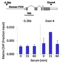 Invitrogen PDGFRA Recombinant Superclonal Antibody 100 &mu;g | Buy Online | Invitrogen&trade; | Fisher Scientific