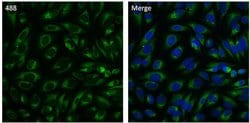 Invitrogen PDI Monoclonal Antibody (RL90), Alexa Fluor 488 50 &mu;L; Alexa