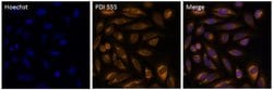 Invitrogen PDI Monoclonal Antibody (RL90), Alexa Fluor 555 50 &mu;L | Buy Online | Invitrogen&trade; | Fisher Scientific