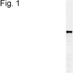 Invitrogen PDI Monoclonal Antibody (38H8) 500 &mu;L; Unconjugated:Antibodies,