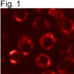 Invitrogen PDI Monoclonal Antibody (RL77) 100 &mu;L; Unconjugated:Antibodies,