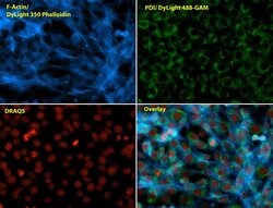 Invitrogen PDI Monoclonal Antibody (RL90) 100 &mu;L; Unconjugated:Antibodies,