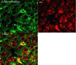 Invitrogen PDI Monoclonal Antibody (RL90) 100 &mu;L; Unconjugated:Antibodies,
