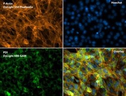 Invitrogen PDI Monoclonal Antibody (RL90) 100 &mu;L; Unconjugated:Antibodies,