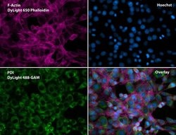 Invitrogen PDI Monoclonal Antibody (RL90) 100 &mu;L; Unconjugated:Antibodies,