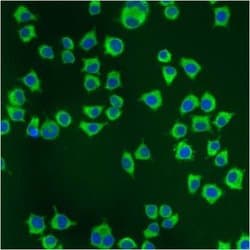 Invitrogen™ PDI Monoclonal Antibody (RL77)