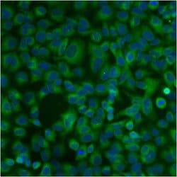 Invitrogen PDI Monoclonal Antibody (RL90) 100 &mu;L; Unconjugated:Antibodies,