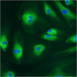Invitrogen PDI Monoclonal Antibody (RL90) 100 &mu;L; Unconjugated:Antibodies,