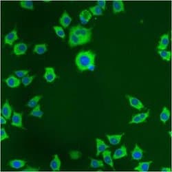 Invitrogen PDI Monoclonal Antibody (RL90) 100 &mu;L; Unconjugated:Antibodies,