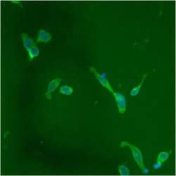 Invitrogen PDI Monoclonal Antibody (RL90) 100 &mu;L; Unconjugated:Antibodies,