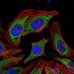 Invitrogen PDK1 Monoclonal Antibody (4A11) 100 &mu;L; Unconjugated:Antibodies,