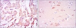 Invitrogen PDK1 Monoclonal Antibody (4A11) 100 &mu;L; Unconjugated:Antibodies,