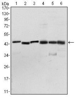 Invitrogen PDK1 Monoclonal Antibody (4A11) 100 &mu;L; Unconjugated:Antibodies,