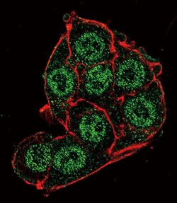 PDK4 Rabbit anti-Human, Polyclonal, Invitrogen 400 &mu;L; Unconjugated:Antibodies,