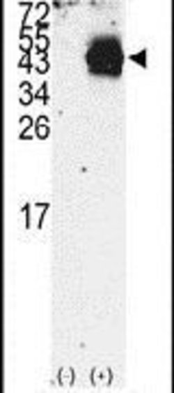 PDHX Rabbit anti-Human, Polyclonal, Invitrogen 400 &mu;L; Unconjugated:Antibodies,