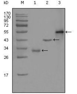 Invitrogen PEG10 Monoclonal Antibody (1B1C4) 100 &mu;L; Unconjugated:Antibodies,