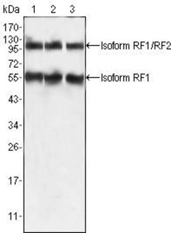 Invitrogen PEG10 Monoclonal Antibody (4C10A7) 100 &mu;L | Buy Online | Invitrogen&trade; | Fisher Scientific