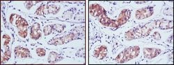 Invitrogen PGA5 Monoclonal Antibody (2C1) 100 &mu;L; Unconjugated:Antibodies,