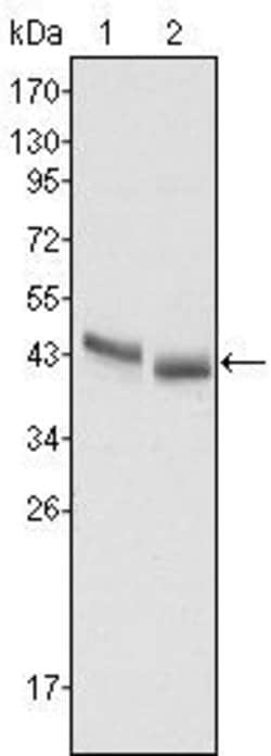 Invitrogen PGA5 Monoclonal Antibody (2C1) 100 &mu;L; Unconjugated:Antibodies,