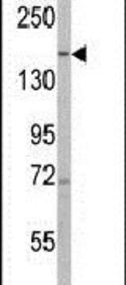 PHLPP1 Rabbit anti-Human, Polyclonal, Invitrogen 400 &mu;L; Unconjugated:Antibodies,