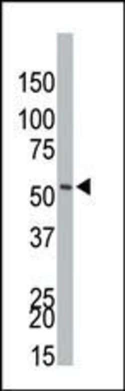 PI3K p55 gamma Rabbit anti-Human, Mouse, Polyclonal, Invitrogen 400 &mu;L;