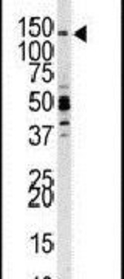 PIK3CG Rabbit anti-Human, Polyclonal, Invitrogen 400 &mu;L; Unconjugated:Antibodies,