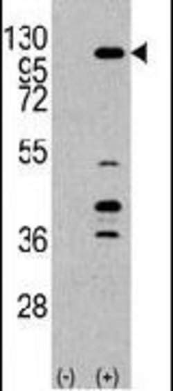 PIK3CG Rabbit anti-Human, Polyclonal, Invitrogen 400 &mu;L; Unconjugated:Antibodies,