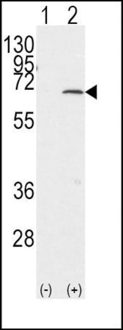 PIAS1 Rabbit anti-Human, Polyclonal, Invitrogen 400 &mu;L; Unconjugated:Antibodies,