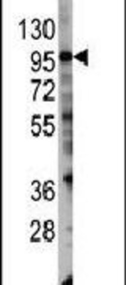 PIK3CG Rabbit anti-Human, Polyclonal, Invitrogen 400 &mu;L; Unconjugated:Antibodies,