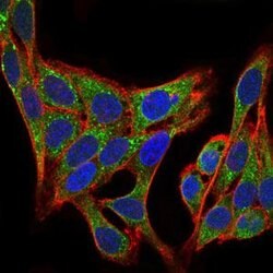 Invitrogen PI3K p85 alpha Monoclonal Antibody (6G10) 100 &mu;g; Unconjugated:Antibodies,